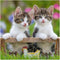 Ravensburger puzzel katten - 3x49 stukjes - kinderpuzzel