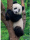 Ravensburger Puzzel Panda En Koala 2X500 Stukjes