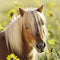 Ravensburger puzzel Schattige Pony's - 3x49 stukjes - kinderpuzzel