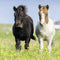 Ravensburger puzzel Schattige Pony's - 3x49 stukjes - kinderpuzzel