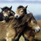 Ravensburger puzzel Schattige Pony's - 3x49 stukjes - kinderpuzzel