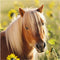 Ravensburger puzzel Schattige Pony's - 3x49 stukjes - kinderpuzzel