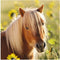 Ravensburger puzzel Schattige Pony's - 3x49 stukjes - kinderpuzzel