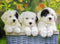 Ravensburger puzzel Schattige puppies - legpuzzel - 200 stukjes