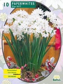2 stuks Baltus Paperwhite Ziva per 10