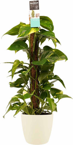 Decorum Scindapsus Mosstok 80 cm met Elho brussels soap - Kap Scindapsus - Pot-plant combinaties- Hoogte 80 cm