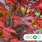 Rode Noorse esdoorn laagstam | Acer pl. 'Crimson Centry' | Bomenbezorgd.nl