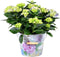 Goed & Groen - Decorum Hydrangea Bol Blauw in Bucket - ↨ 40cm - Potmaat 23 - Exclusieve Kwaliteit Planten - Kamer Plant - Kamerplanten - Sfeer - Interieur