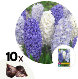 Plant in a Box - Hyacinthus Blue Water Mix x10 - Hyacint - Winterharde bloembollen voor tuin, terras of balkon