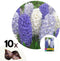 Plant in a Box - Hyacinthus Blue Water Mix x10 - Hyacint - Winterharde bloembollen voor tuin, terras of balkon