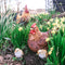 Tuinfiguur broedende kip | bruin | 24x18x20cm