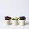 Plant in a Box - Brassica oleracea - Set van 3 - Sierkool - Decoratieve Bladen - Pot 10.5cm - Hoogte 10-20cm