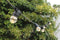 Happy Lights - Lichtsnoer buiten - 20 LED's - 10m