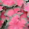 Plant in a Box - Caladium Postman Joyner - Tropische Kamerplant - Pot 12cm - Hoogte 25-40cm