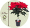 Plant in a Box - Euphorbia pulcherrima op stam - Poinsettia kamerplant - Kerstsfeer - Groene bladeren en rode bloemen - Pot 17cm - Hoogte 60-70cm