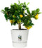 Elho Greenville Rond 47 - Grote Bloempot met Waterreservoir - 100% Gerecycled Plastic - Ø 47 x H 44 cm - Wit