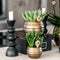 Geel rode phalaenopsis orchidee - Spain + Bee pot - potmaat Ø9cm -