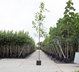 Noorse esdoorn | Acer pl. 'Emerald Queen' 10-14 cm | Bomenbezorgd.nl