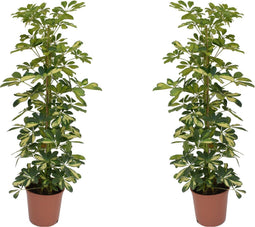 Plant in a Box - Schefflera Dalton - Set van 2 - Vingerplant - Groene kamerplant die iets minder licht kan verdragen - Pot 21cm - Hoogte 90-100cm