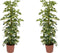 Plant in a Box - Schefflera Dalton - Set van 2 - Vingerplant - Groene kamerplant die iets minder licht kan verdragen - Pot 21cm - Hoogte 90-100cm
