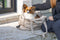 Designed by Lotte Tico - Draagtas Hond - Pluche uitneembare binnenvoering - Beige - 42x20x35 cm