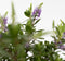Plant in a Box - Hebe All Blooms 'Siara' - Blauw - Hebe - Set van 3 - Tuinplant - Winterhard - Pot 13cm - Hoogte 30-35cm
