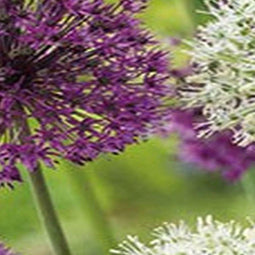 3 stuks - JUB - Allium Paars/Wit Mix 12 bollen