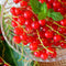 Plant in a Box - Ribes rubrum 'Jonkheer van Tets' - Aalbes - Set van 2 - Fruitstruik - Rode bessen - ⌀15cm - Hoogte 50-60cm