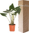 Alocasia Zebrina ↨ 100cm - hoge kwaliteit planten