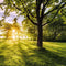 Komar Fotobehang Golden Moment 400x250 cm
