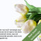 Real Touch Tulpen - Wit Boeket - Kunstbloemen - Nep Bloemen - Bloemendecoratie - Realistisch Boeket van 10 Witte Kunsttulpen – Premium Kunstbloemen - Inclusief Kraft Bloementasje