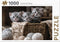 Rebo puzzel - Cute Kittens - 1000 st