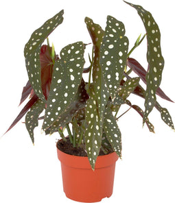 Goed & Groen - Begonia Maculata - ↨ 20cm - Potmaat 12 - Exclusieve Kwaliteit Planten - Kamer Plant - Kamerplanten - Sfeer - Interieur