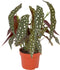 Goed & Groen - Begonia Maculata - ↨ 20cm - Potmaat 12 - Exclusieve Kwaliteit Planten - Kamer Plant - Kamerplanten - Sfeer - Interieur