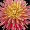 Thea Gouverneur - Borduurpakket met telpatroon - 441.05 - Voorgesorteerde DMC Garens - Dhalia - Zwart Aida - 33 cm x 33 cm - DIY Kit