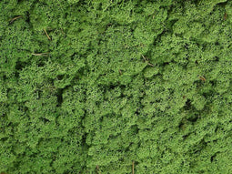 Rendeermos Groen - 500 Gram