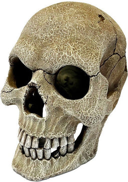 Repto Deco Human Skull XL - Mensen schedel