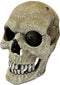 Repto Deco Human Skull XL - Mensen schedel
