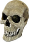 Repto Deco Human Skull XL - Mensen schedel