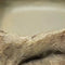 Repto Deco Waterschaal - Eet en Waterbak Reptielen