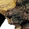 Repto Deco Wood Home - Decoratie Boomstam Terrarium