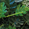 Repto Plant Achterwand Mat 25X25Cm 3