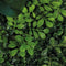 Repto Plant Achterwand mat 25x25cm - Kunstplant Terrarium