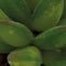Repto Plant Aloes - Terrariumplant