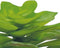 Repto Plant Echeveria - Terrariumplant