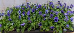 Bosviolen blauw 18 stuks
