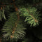 Triumph Tree Franse kunstkerstboom rochdale maat in cm: 215x132 groen