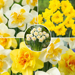 Plant in a Box - Narcissen Dubbel Mix - 60x Narcissenbollen - Vroegbloeiende winterharde bloembollen voor in de tuin