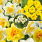 Plant in a Box - Narcissen Dubbel Mix - 60x Narcissenbollen - Vroegbloeiende winterharde bloembollen voor in de tuin
