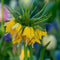 Plant in a Box - Fritillaria Lutea - Bloembollen x3 - Gele Kievitsbloem - Geel - Winterhard